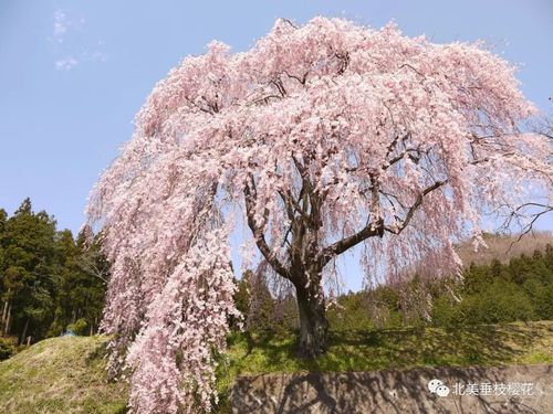 驻马店垂枝樱花