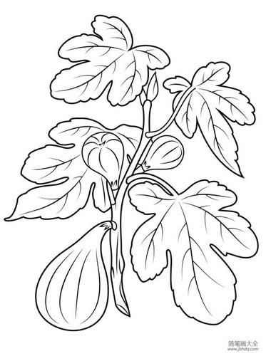 无花果简笔画