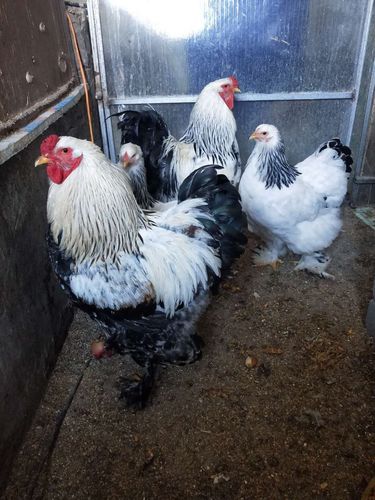 常州婆罗门鸡苗饲养管理饲养技巧