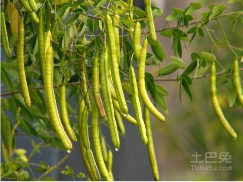 决明子的功效与作用及食用方法和副作用养生专家解读