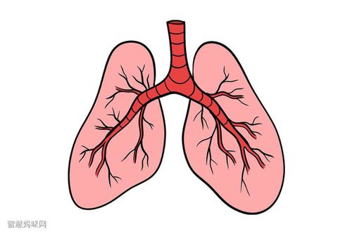 如何画肺
