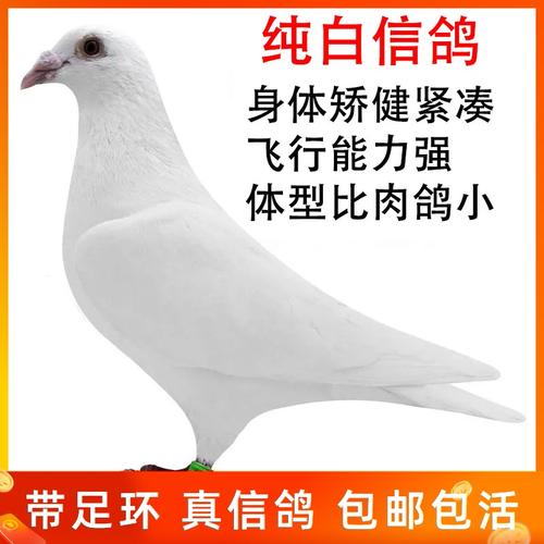 纯白信鸽鸽子活一对活体村松白小鸽子白雪公主赛鸽成绩鸽原配一对
