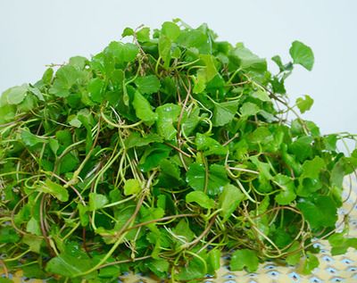 满五斤包邮新鲜野生积雪草 新鲜积雪草雷公根 崩大碗 野菜500克
