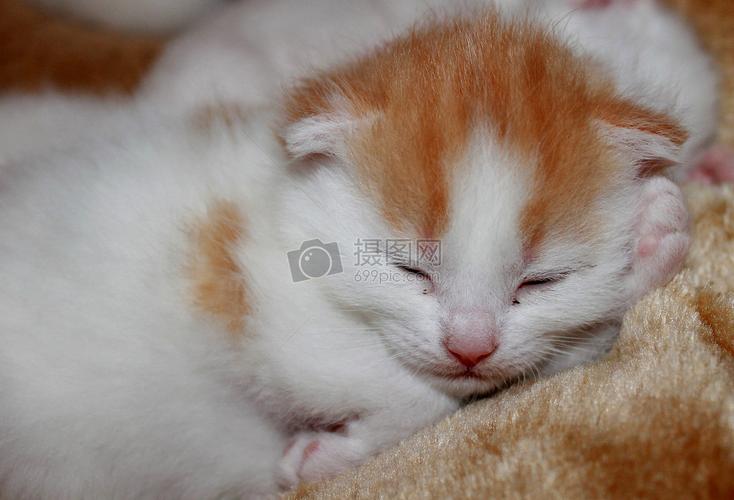 躺着睡觉的小猫
