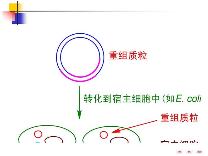 coli) 重组质粒 宿主细胞 目录