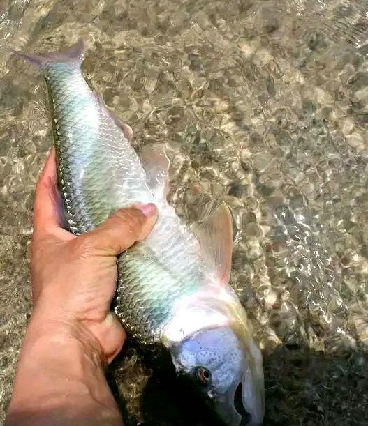 突破认知,深山里的马口鱼,一公斤一条,这是活了多少年