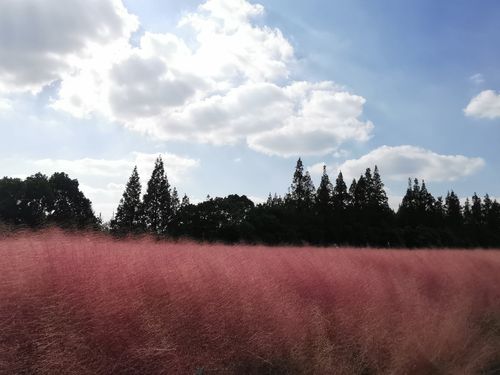 嘉北郊野公园～粉黛乱子草