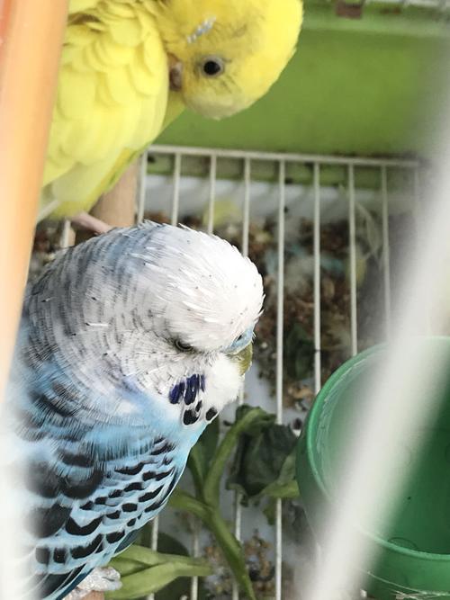 虎皮鹦鹉脑袋上长一缕缕的是什么