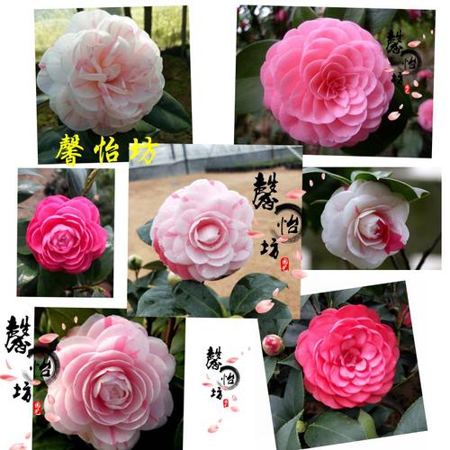 福建稀有白底十八学士茶花盆栽原生阳台庭院花卉