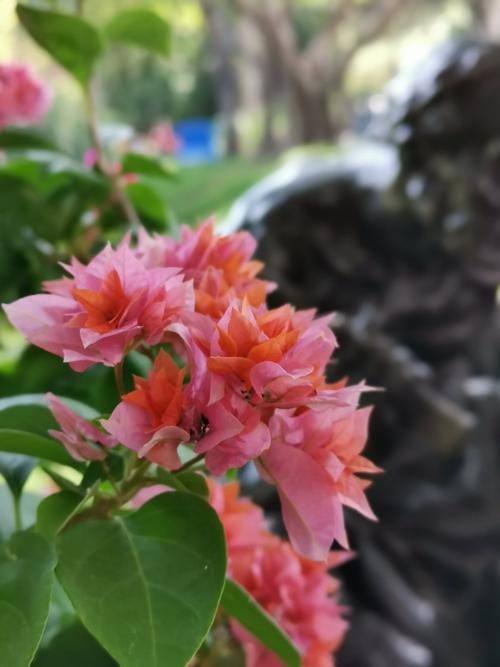 2019年广州簕杜鹃花展