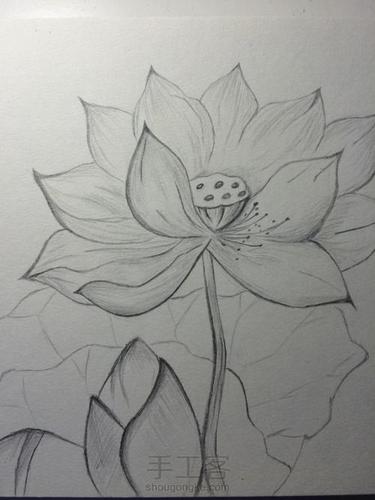 初学者荷花素描画法步奏问初学者 素描荷花图片大全大图莲花铅笔画
