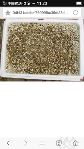 蚯蚓刚出生什么样子