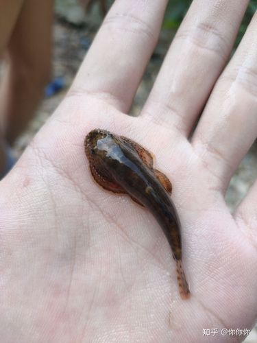 这种小溪里粘石头上的是什么鱼