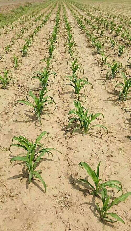 2018年大垄双行单元四株品字摆放高产模式纪实