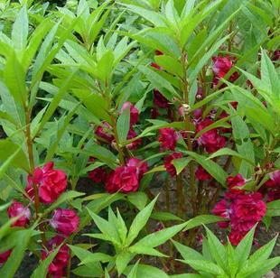 新鲜现采野生 透骨草 急性子 凤仙花 指甲花整棵顺丰航空