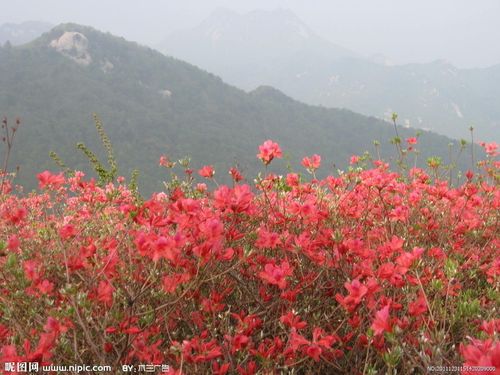 杜鹃_百里杜鹃_百里杜鹃风景图片