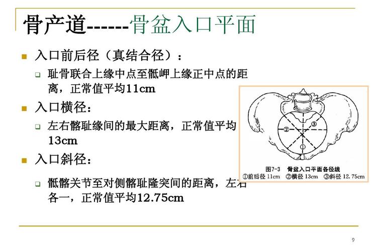 免费文档 所有分类 高等教育 医学 正常分娩ppt  课件 骨产道