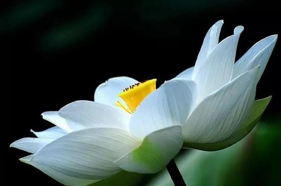 随缘是一种洒脱和进取