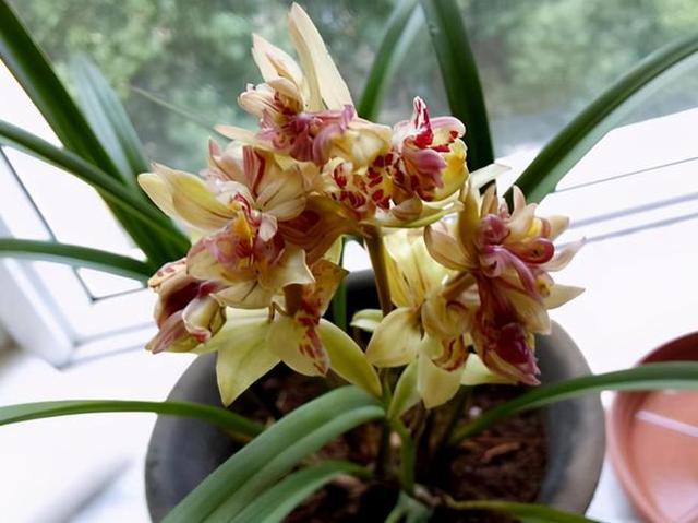 三大奇花之首"富山奇蝶",花型饱满,自带奇香,新手养兰首选