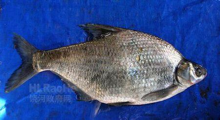 兴凯湖鱼鳊花鱼图片资料了解