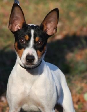 狗狗图片,捕鼠梗犬图片