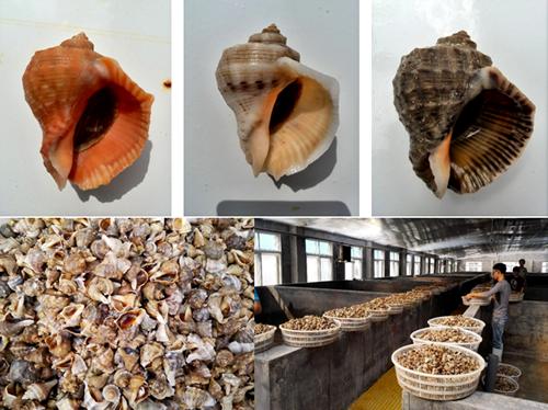 脉红螺苗种繁育和增养殖技术取得重要进展