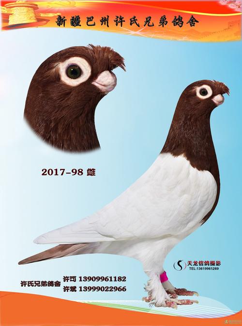 短嘴,黑头,大字白,红头 新疆许氏兄弟观赏鸽欣赏