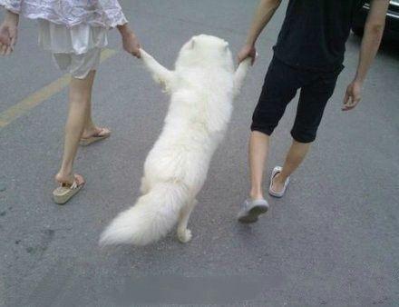 街上看到一对情侣遛狗.瞬间我就凌乱了.