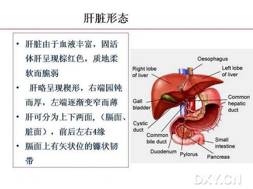 正常肝脏解剖和组织结构