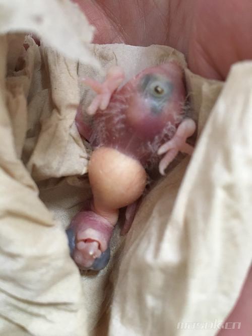 小鹦鹉大年初一出壳真嫩!