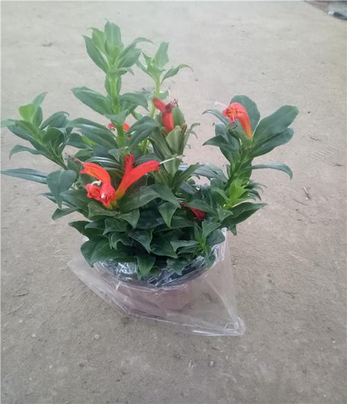 金凤还巢苗 口红花盆栽花卉 阳台庭院室内绿植盆景红花绿叶 包邮