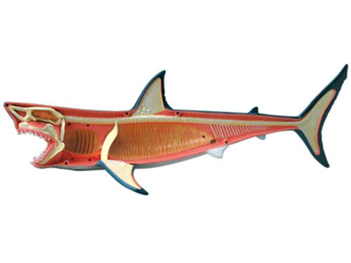 4d master益智拼装玩具动物 生物鲨鱼器官解剖医学用教学模型