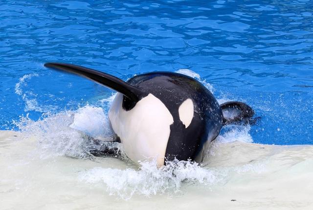 虐待和饥饿,海洋世界里都是虎鲸的眼泪