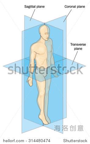 anatomical planes of section showing sagittal coronal and