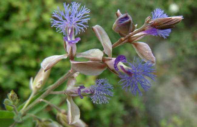 远志种子价格及种植方法