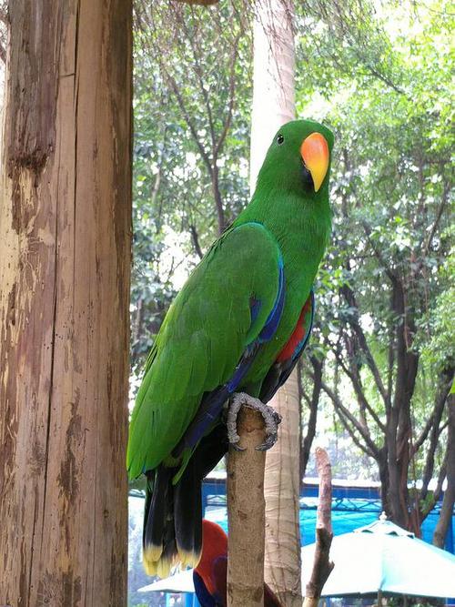 折衷鹦鹉雄 折衷鹦鹉性生活开放 繁殖期.