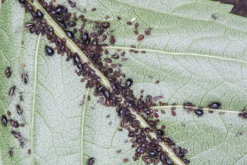 黑樱桃叶子上的蚜虫