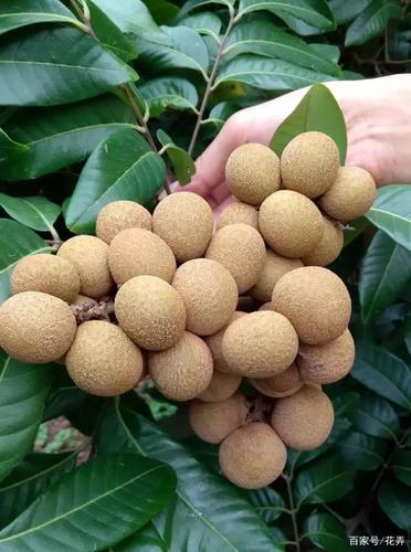 储良龙眼因发源于高州市分界镇储良村而得名