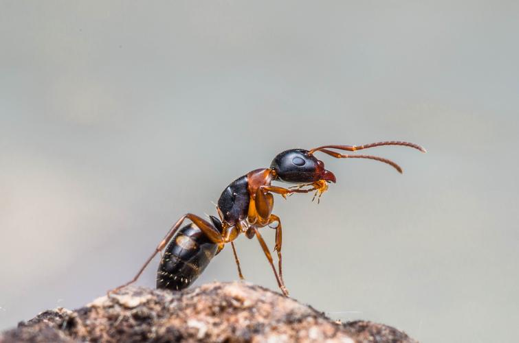  p>弓背蚁,又名巨山蚁,木匠蚁,为 a href="#" data-lemmaid="1535215"