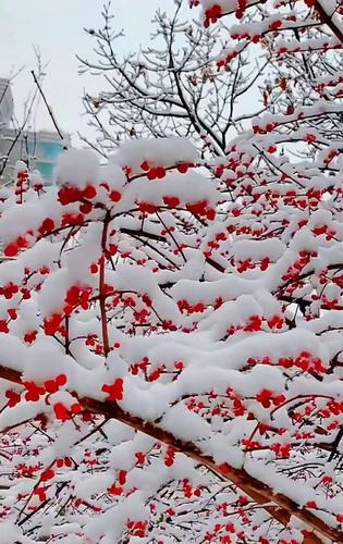 须晴日,看红装素裹,分外妖娆.
