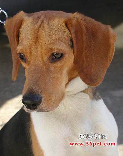 比格犬