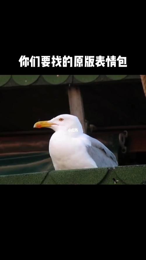 你们要找的大鹅原版表情包_表情包_素材_表情包