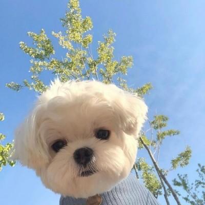 精选可爱的狗狗萌宠热门头像大全