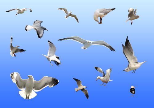 飞翔的海鸥矢量图免费下载-千图网www.58pic.com