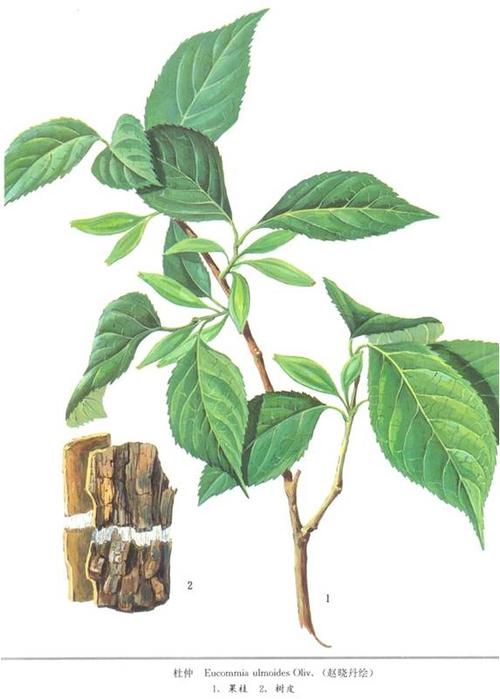  p>杜仲科(学名:eucommiaceae)为双子叶植物纲蔷薇目下的一个科,落叶