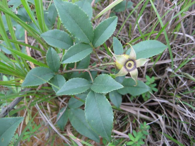 西南      植物形态   金樱子常绿蔓性灌木,无毛;小枝除有钩状皮刺外