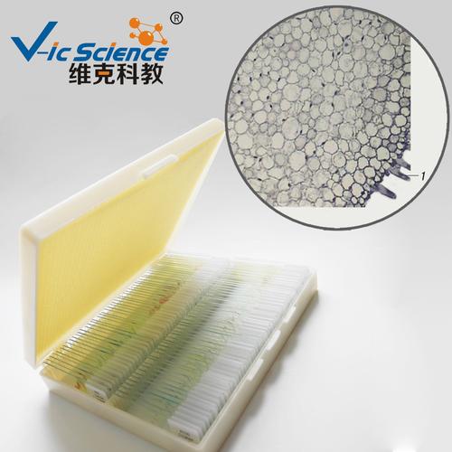 蚕豆幼根横切(示根毛) 植物类装片 根 生物切片标本 显微镜玻片