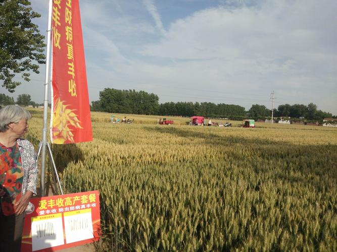 瑞德丰小麦套餐观模预订在田间.