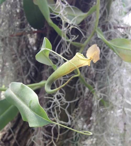 养在阳台上的食虫草,叶子很容易枯萎,要特别勤快照顾才行