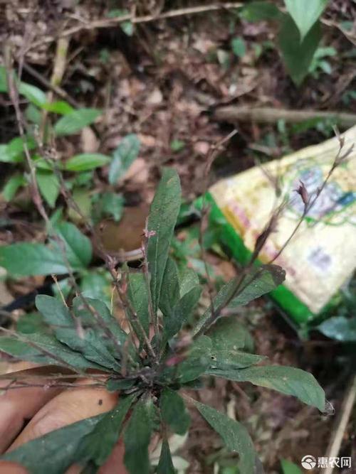 [地胆草批发]地胆草 生白背草 白花地胆头价格65元/斤